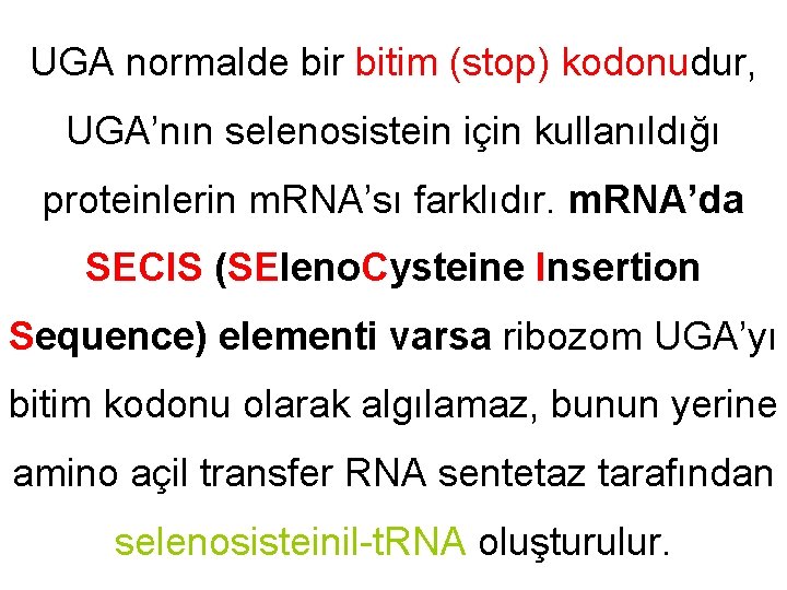 UGA normalde bir bitim (stop) kodonudur, UGA’nın selenosistein için kullanıldığı proteinlerin m. RNA’sı farklıdır.