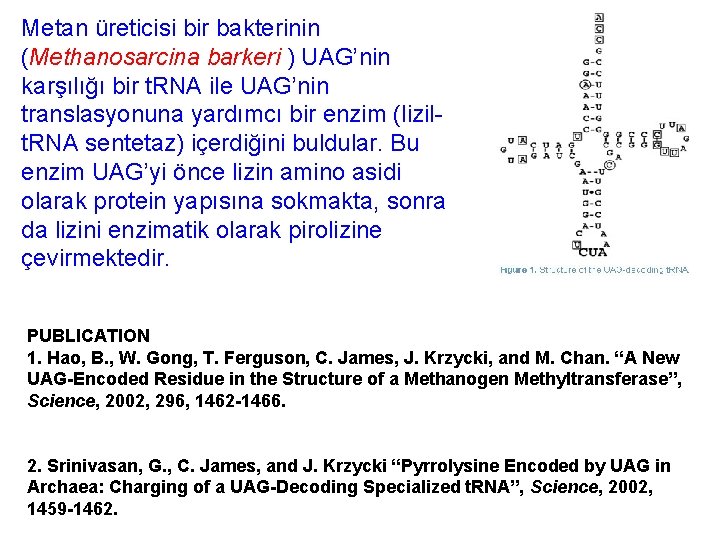 Metan üreticisi bir bakterinin (Methanosarcina barkeri ) UAG’nin karşılığı bir t. RNA ile UAG’nin