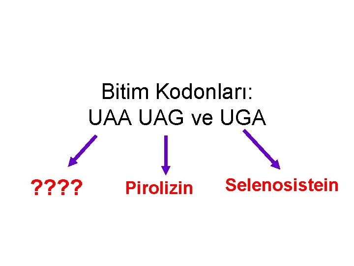 Bitim Kodonları: UAA UAG ve UGA ? ? Pirolizin Selenosistein 