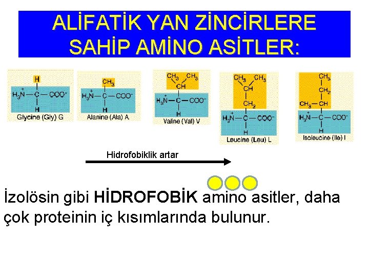 ALİFATİK YAN ZİNCİRLERE SAHİP AMİNO ASİTLER: Hidrofobiklik artar İzolösin gibi HİDROFOBİK amino asitler, daha