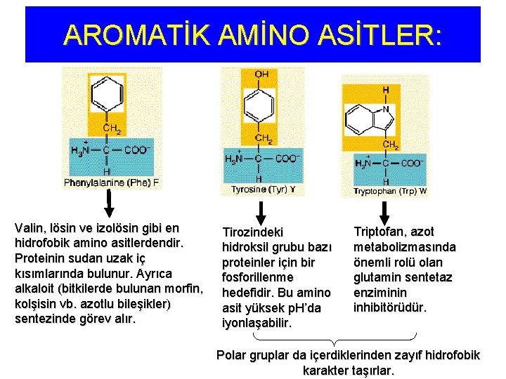 AROMATİK AMİNO ASİTLER: Valin, lösin ve izolösin gibi en hidrofobik amino asitlerdendir. Proteinin sudan