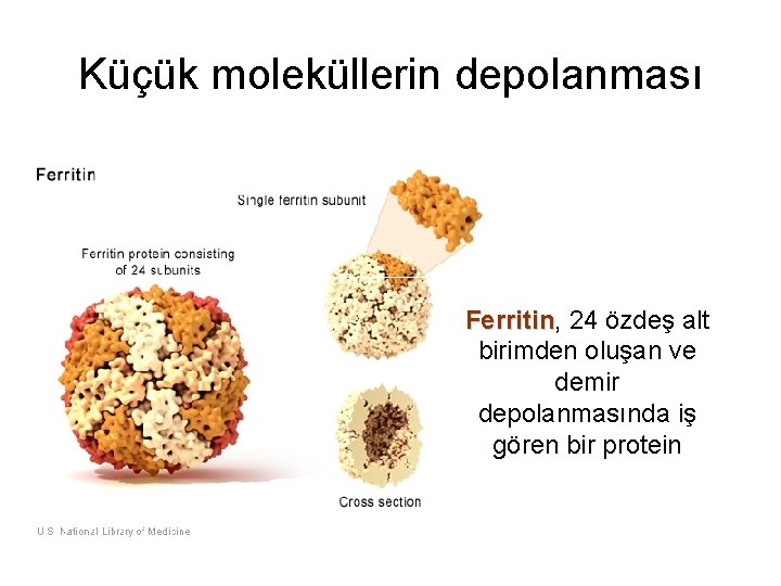 Küçük moleküllerin depolanması Ferritin, 24 özdeş alt Ferritin birimden oluşan ve demir depolanmasında iş