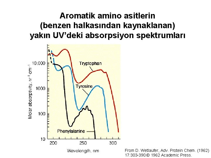 Aromatik amino asitlerin (benzen halkasından kaynaklanan) yakın UV’deki absorpsiyon spektrumları From D. Wetlaufer, Adv.