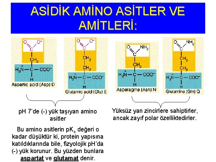 ASİDİK AMİNO ASİTLER VE AMİTLERİ: p. H 7’de (-) yük taşıyan amino asitler Bu