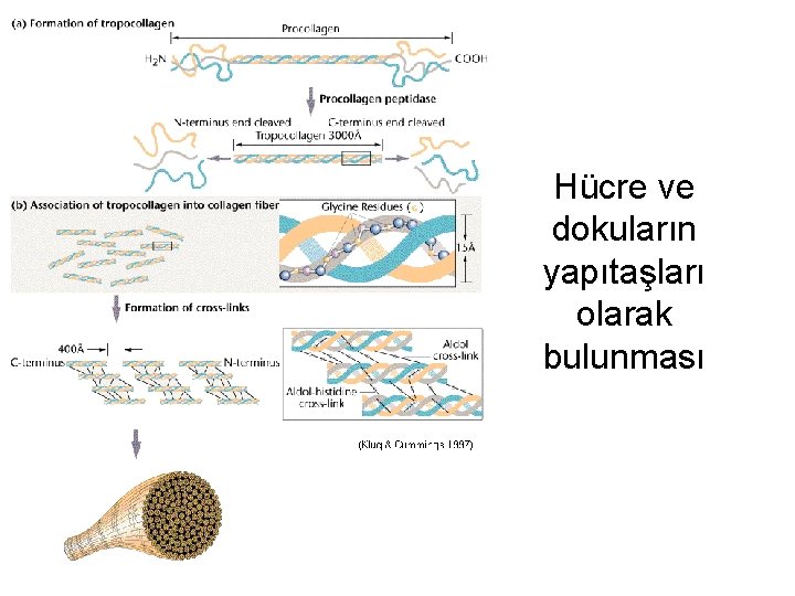 Hücre ve dokuların yapıtaşları olarak bulunması 