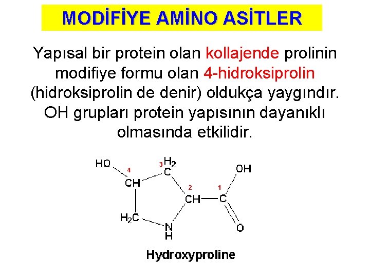 MODİFİYE AMİNO ASİTLER Yapısal bir protein olan kollajende prolinin modifiye formu olan 4 -hidroksiprolin