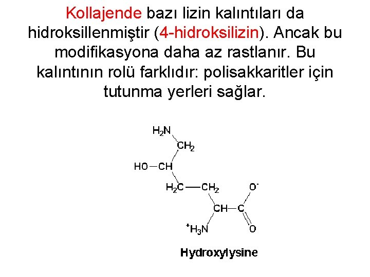Kollajende bazı lizin kalıntıları da hidroksillenmiştir (4 -hidroksilizin). Ancak bu modifikasyona daha az rastlanır.