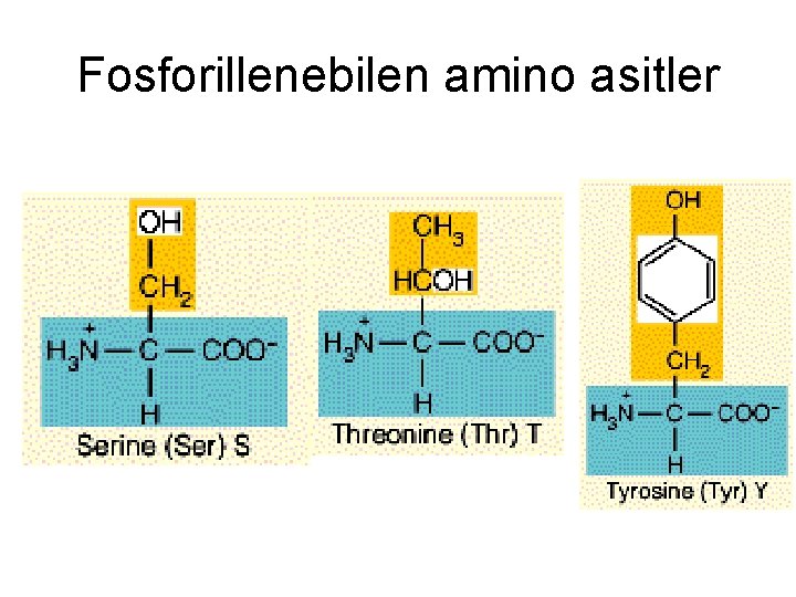 Fosforillenebilen amino asitler 