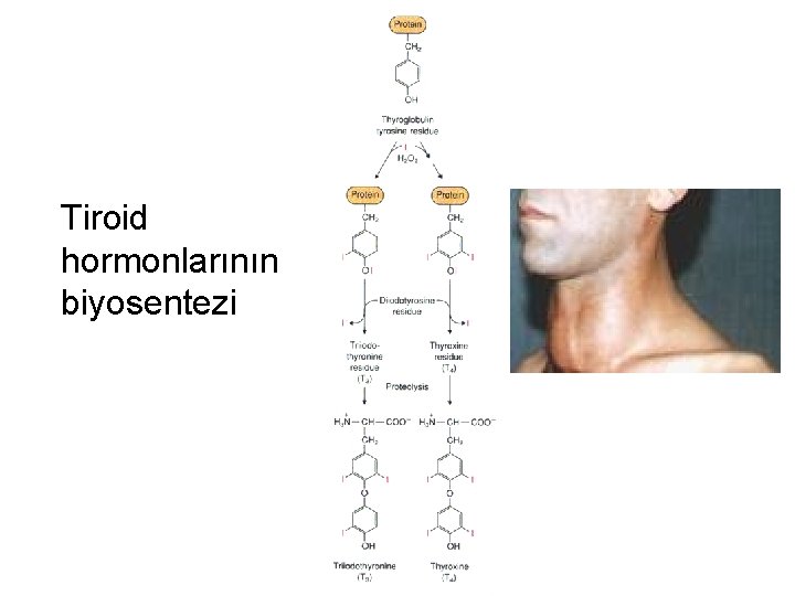 Tiroid hormonlarının biyosentezi 