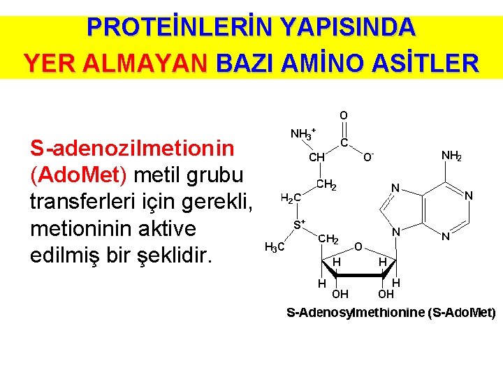 PROTEİNLERİN YAPISINDA YER ALMAYAN BAZI AMİNO ASİTLER S-adenozilmetionin (Ado. Met) metil grubu transferleri için