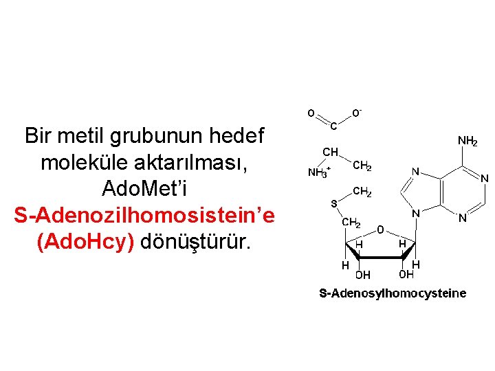 Bir metil grubunun hedef moleküle aktarılması, Ado. Met’i S-Adenozilhomosistein’e (Ado. Hcy) dönüştürür. 