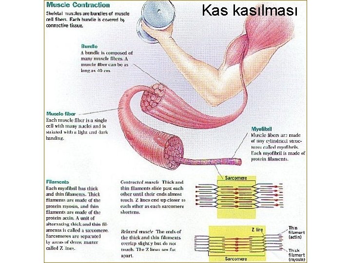 Kas kasılması 