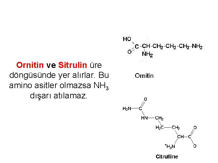 Ornitin ve Sitrulin üre döngüsünde yer alırlar. Bu amino asitler olmazsa NH 3 dışarı