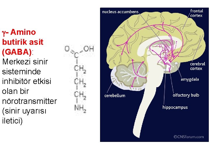  - Amino butirik asit (GABA): Merkezi sinir sisteminde inhibitör etkisi olan bir nörotransmitter