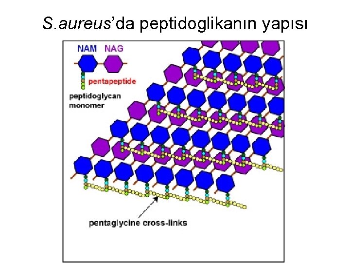 S. aureus’da peptidoglikanın yapısı 