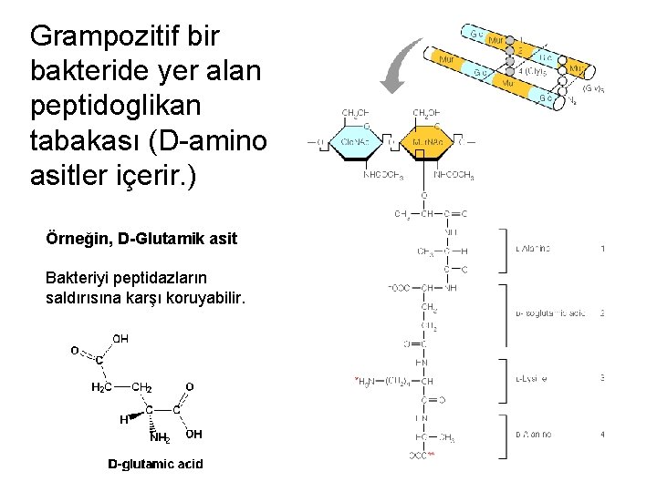 Grampozitif bir bakteride yer alan peptidoglikan tabakası (D-amino asitler içerir. ) Örneğin, D-Glutamik asit