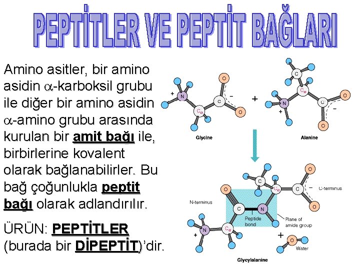 Amino asitler, bir amino asidin -karboksil grubu ile diğer bir amino asidin -amino grubu