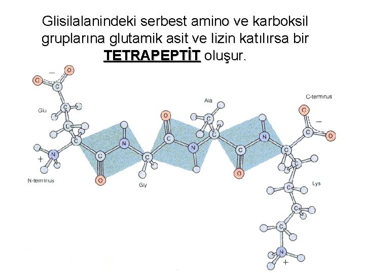 Glisilalanindeki serbest amino ve karboksil gruplarına glutamik asit ve lizin katılırsa bir TETRAPEPTİT oluşur.