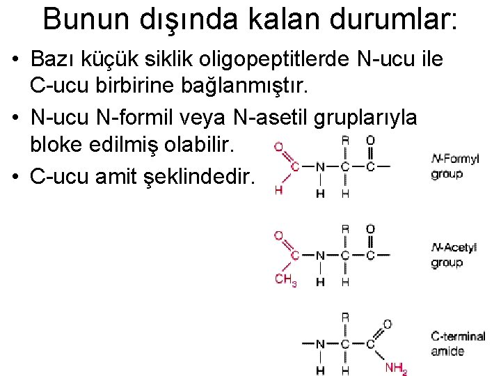 Bunun dışında kalan durumlar: • Bazı küçük siklik oligopeptitlerde N-ucu ile C-ucu birbirine bağlanmıştır.