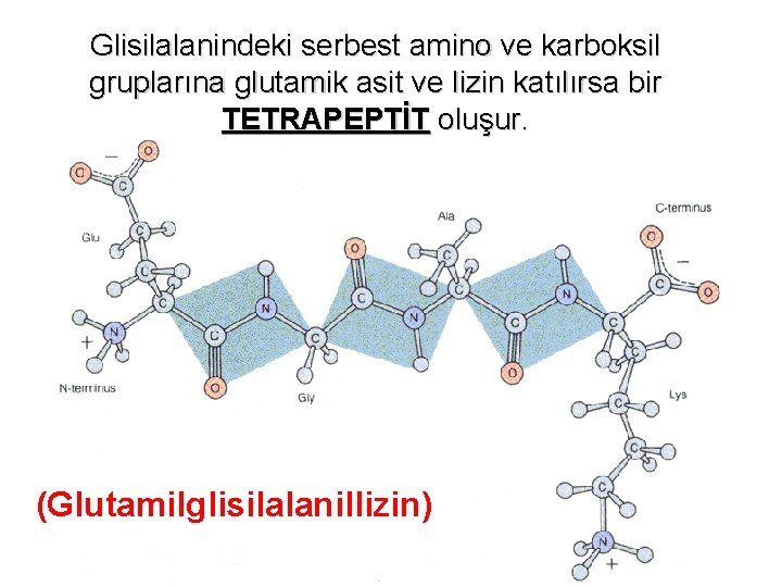 Glisilalanindeki serbest amino ve karboksil gruplarına glutamik asit ve lizin katılırsa bir TETRAPEPTİT oluşur.