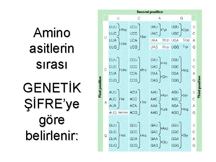 Amino asitlerin sırası GENETİK ŞİFRE’ye göre belirlenir: 