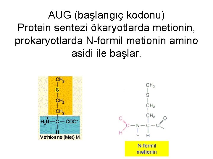 AUG (başlangıç kodonu) Protein sentezi ökaryotlarda metionin, prokaryotlarda N-formil metionin amino asidi ile başlar.