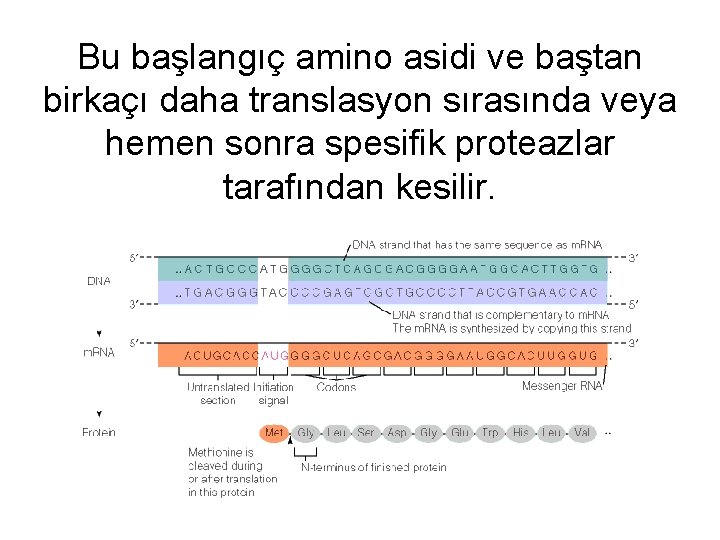 Bu başlangıç amino asidi ve baştan birkaçı daha translasyon sırasında veya hemen sonra spesifik