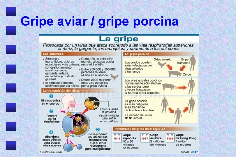 Gripe aviar / gripe porcina 