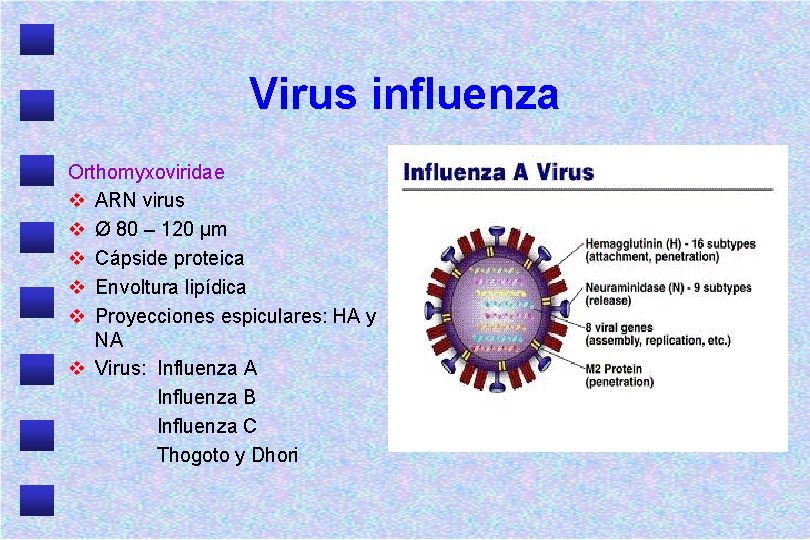 Virus influenza Orthomyxoviridae v ARN virus v Ø 80 – 120 μm v Cápside