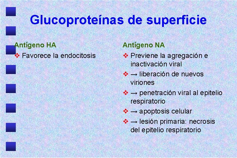 Glucoproteínas de superficie Antígeno HA v Favorece la endocitosis Antígeno NA v Previene la