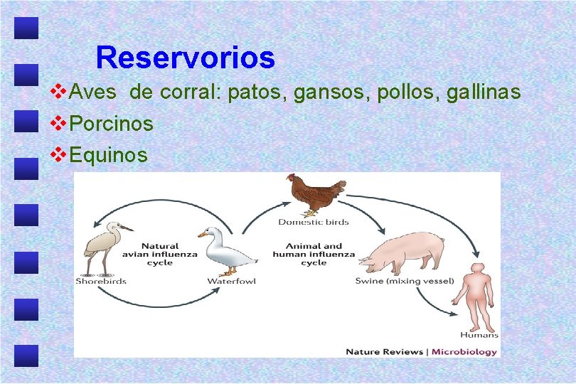 Reservorios v. Aves de corral: patos, gansos, pollos, gallinas v. Porcinos v. Equinos 