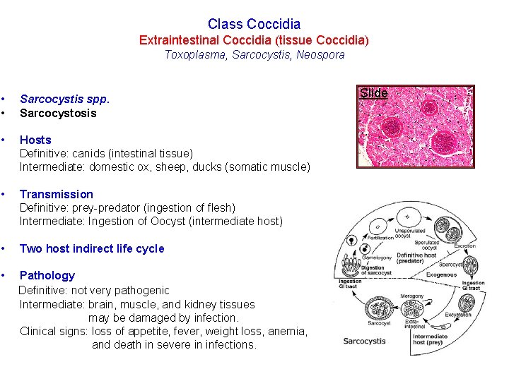 Class Coccidia Extraintestinal Coccidia (tissue Coccidia) Toxoplasma, Sarcocystis, Neospora • • Sarcocystis spp. Sarcocystosis