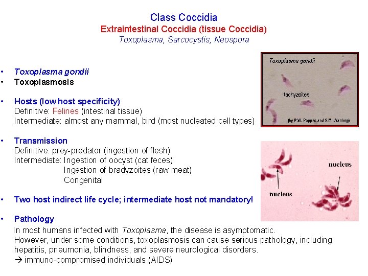 Class Coccidia Extraintestinal Coccidia (tissue Coccidia) Toxoplasma, Sarcocystis, Neospora • • Toxoplasma gondii Toxoplasmosis