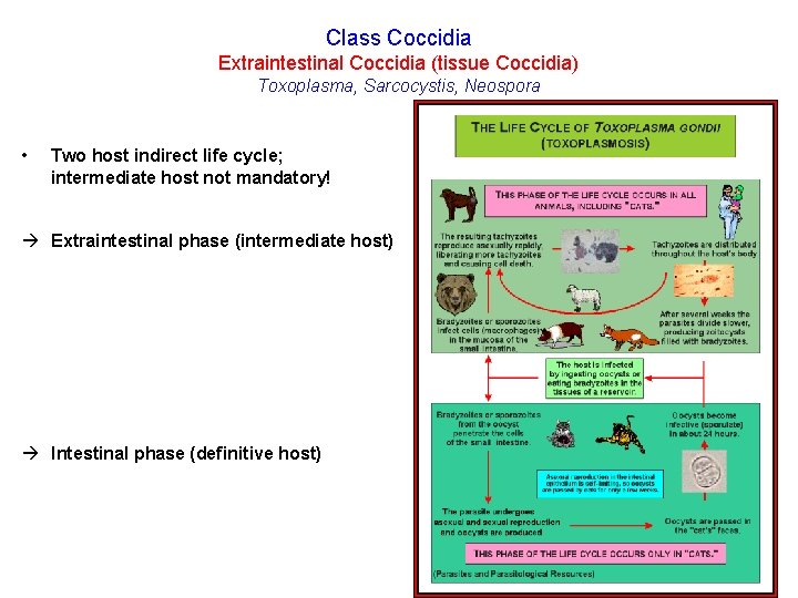 Class Coccidia Extraintestinal Coccidia (tissue Coccidia) Toxoplasma, Sarcocystis, Neospora • Two host indirect life