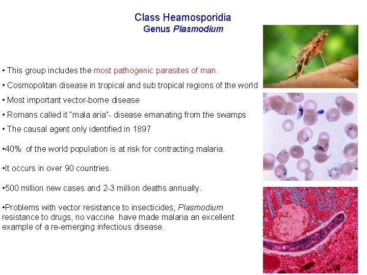 Class Heamosporidia Genus Plasmodium • This group includes the most pathogenic parasites of man.