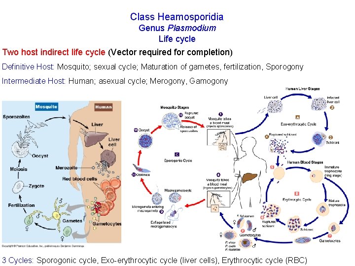 Class Heamosporidia Genus Plasmodium Life cycle Two host indirect life cycle (Vector required for