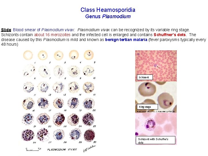 Class Heamosporidia Genus Plasmodium Slide: Blood smear of Plasmodium vivax: Plasmodium vivax can be