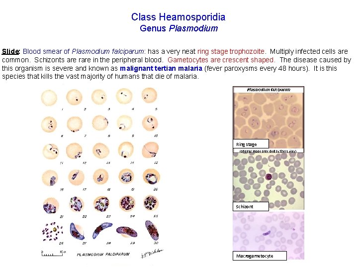 Class Heamosporidia Genus Plasmodium Slide: Blood smear of Plasmodium falciparum: has a very neat