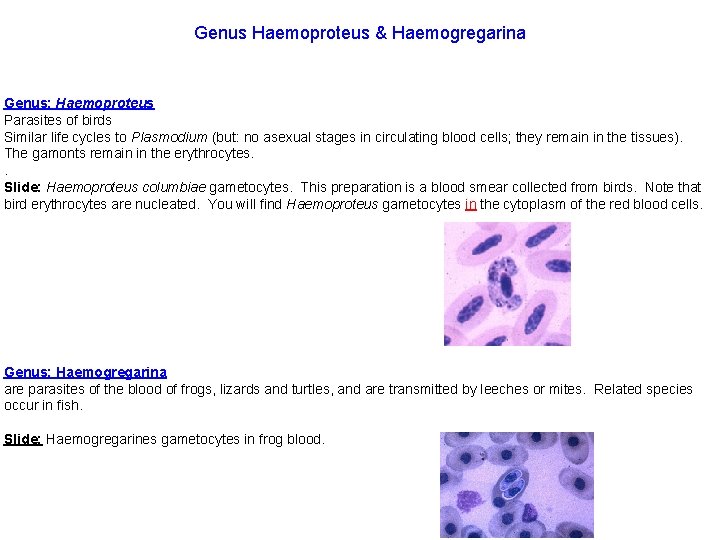 Genus Haemoproteus & Haemogregarina Genus: Haemoproteus Parasites of birds Similar life cycles to Plasmodium
