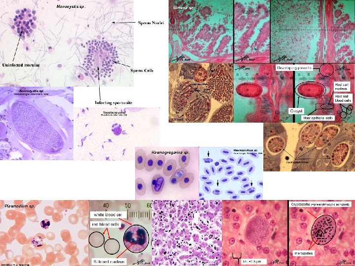 Monocystis sp. Eimeria sp. Haemogregarina sp. Plasmodium sp. 