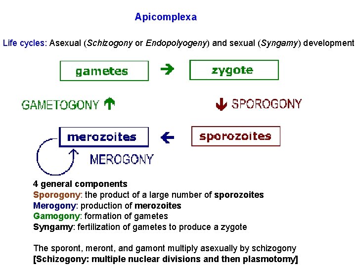 Apicomplexa Life cycles: Asexual (Schizogony or Endopolyogeny) and sexual (Syngamy) development 4 general components