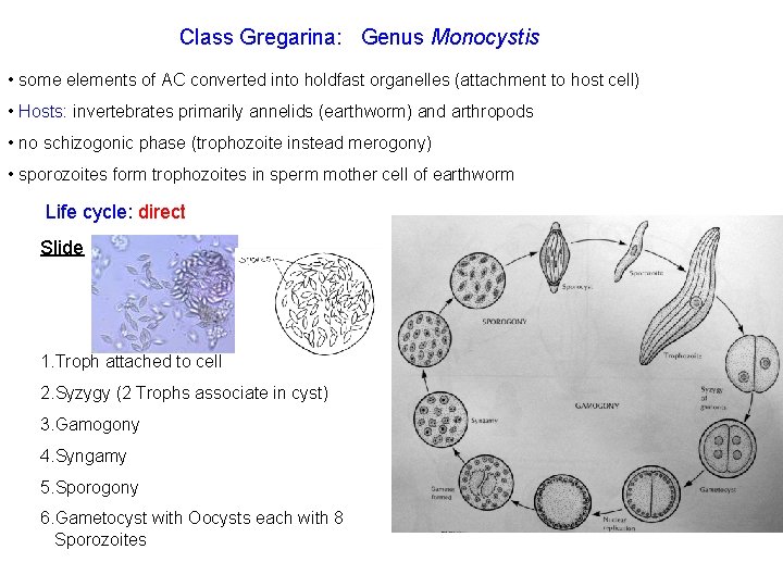 Class Gregarina: Genus Monocystis • some elements of AC converted into holdfast organelles (attachment