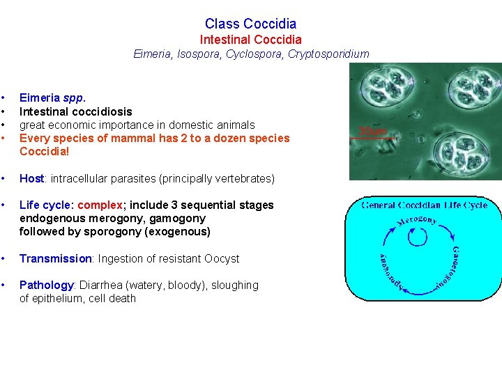 Class Coccidia Intestinal Coccidia Eimeria, Isospora, Cyclospora, Cryptosporidium • • Eimeria spp. Intestinal coccidiosis
