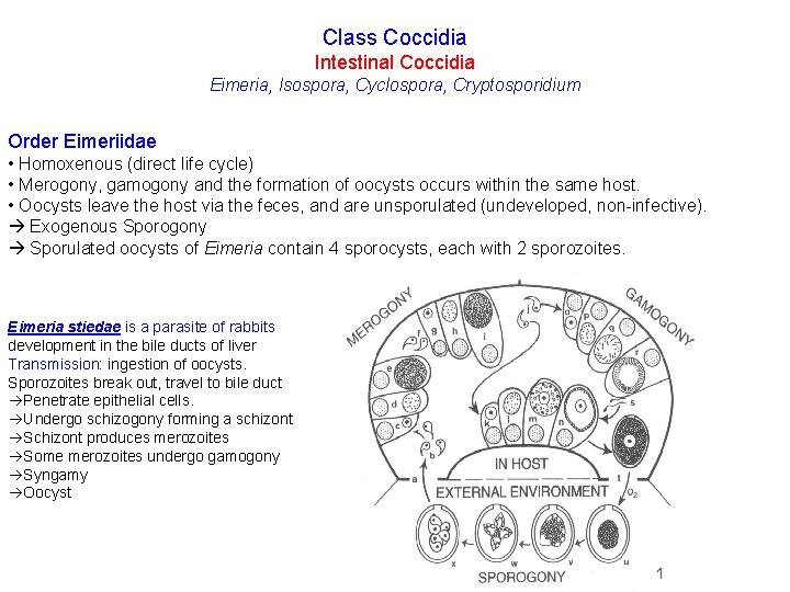 Class Coccidia Intestinal Coccidia Eimeria, Isospora, Cyclospora, Cryptosporidium Order Eimeriidae • Homoxenous (direct life