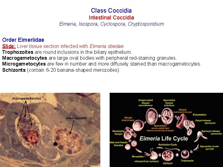 Class Coccidia Intestinal Coccidia Eimeria, Isospora, Cyclospora, Cryptosporidium Order Eimeriidae Slide: Liver tissue section