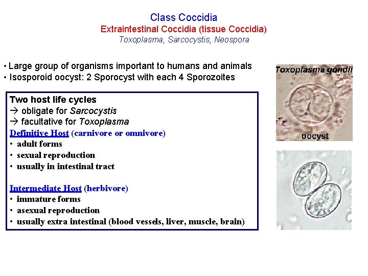 Class Coccidia Extraintestinal Coccidia (tissue Coccidia) Toxoplasma, Sarcocystis, Neospora • Large group of organisms