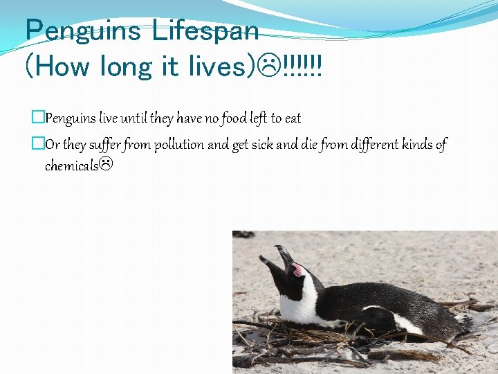 Penguins Birds That Dont Fly Power Point by