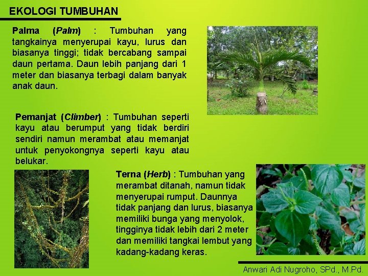 EKOLOGI TUMBUHAN Palma (Palm) : Tumbuhan yang tangkainya menyerupai kayu, lurus dan biasanya tinggi;