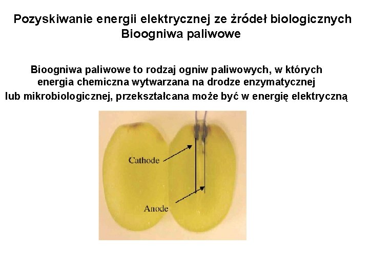 Pozyskiwanie energii elektrycznej ze żródeł biologicznych Bioogniwa paliwowe to rodzaj ogniw paliwowych, w których