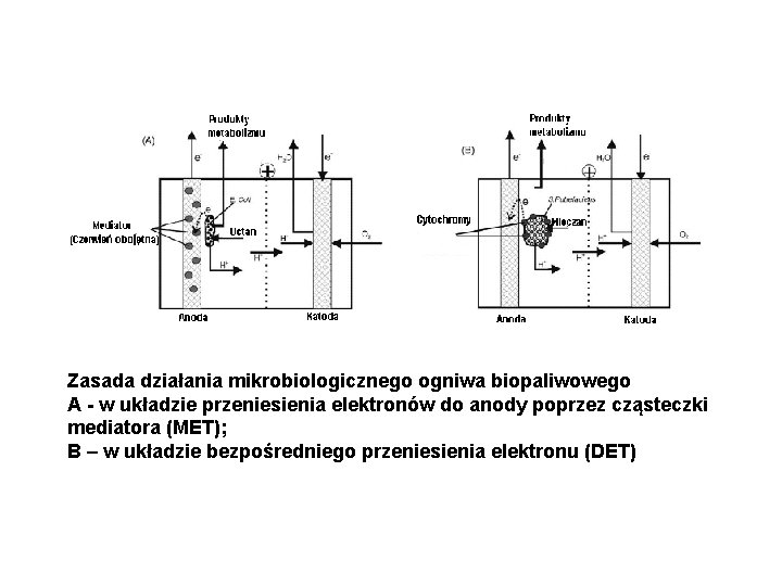 Zasada działania mikrobiologicznego ogniwa biopaliwowego A - w układzie przeniesienia elektronów do anody poprzez